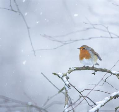 Christmas at Sherwood Forest

