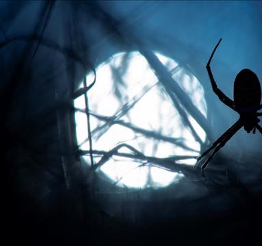 Dark Tales in the Forest

