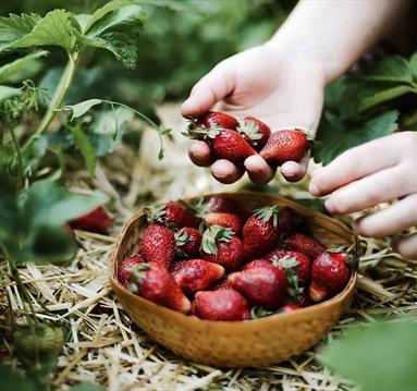 Strawberry Picking 2024