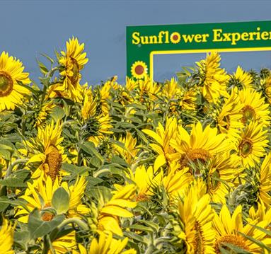 Sunflower Experience