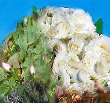 Things I Know to be True
