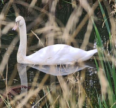 Photo of a swan through reeds.