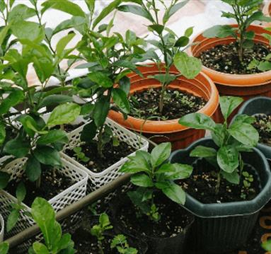 Plant Fair at St Mary's
