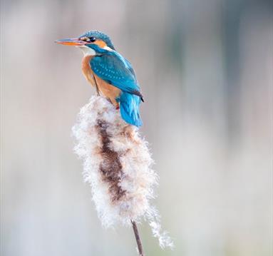 The image shows a blue bird on a white flower.