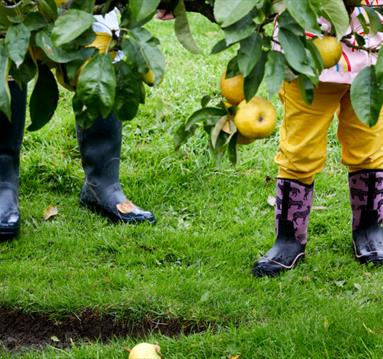 Photo of apple picking