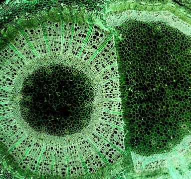 Green Unseen