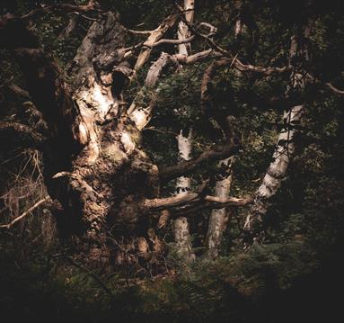 Ghost Story Guided Walk
