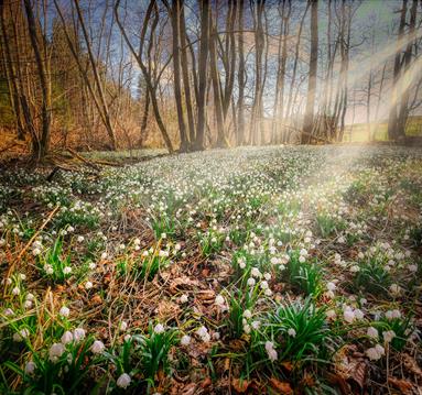 Snowdrops Nottinghamshire
