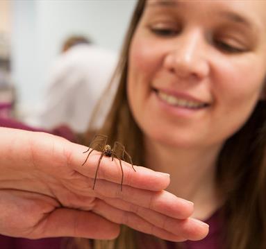 Photo of a spider crawling on a woman's hand.