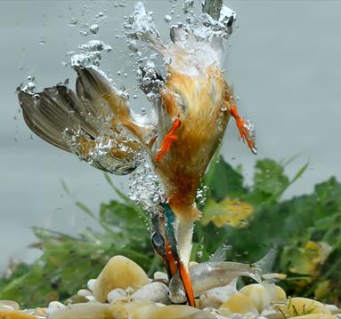 Water Myths and Marvels