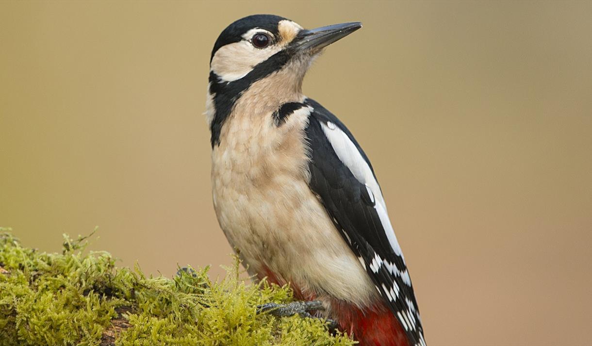 Woodpecker Walk
