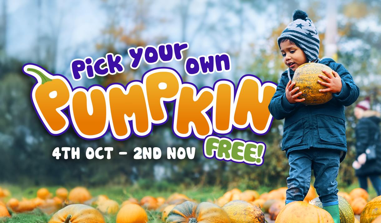 pumpkin picking