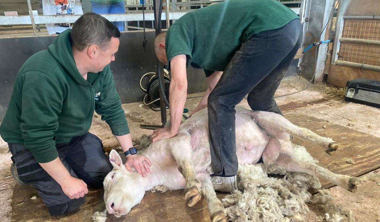 Home Educator Day: Learning the Lambing Ropes. Why do we lamb?
