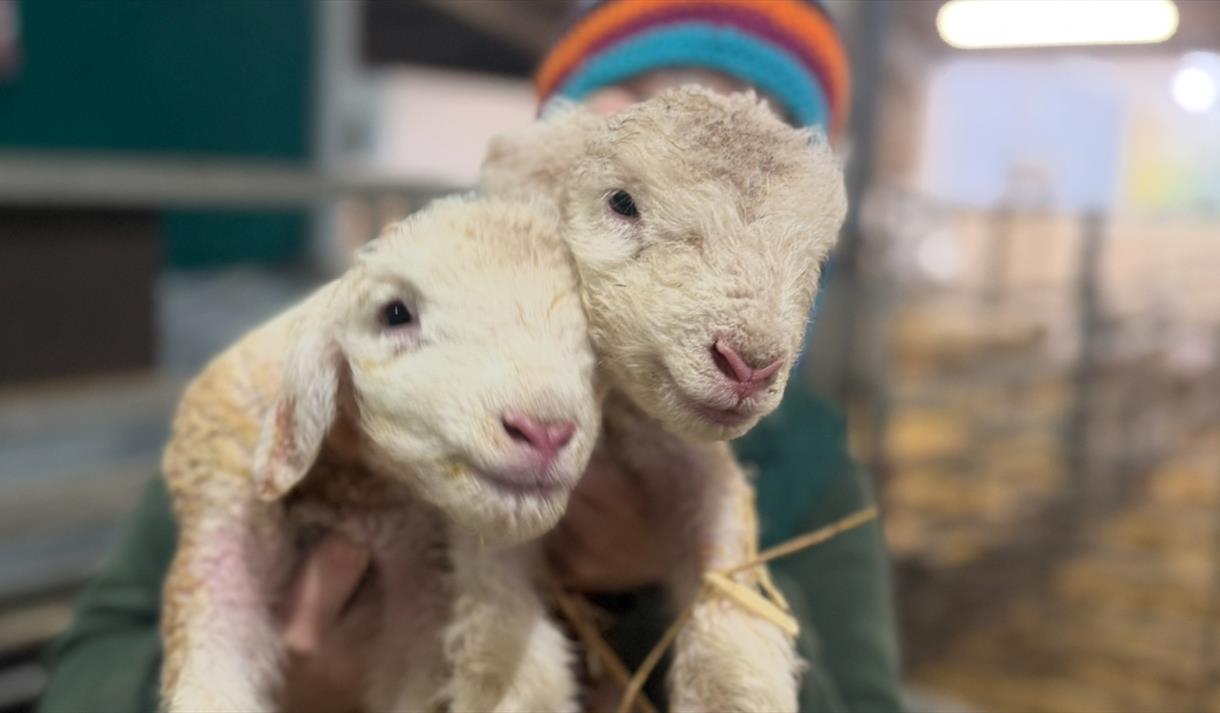 Spring Lambing Paint & Sip
