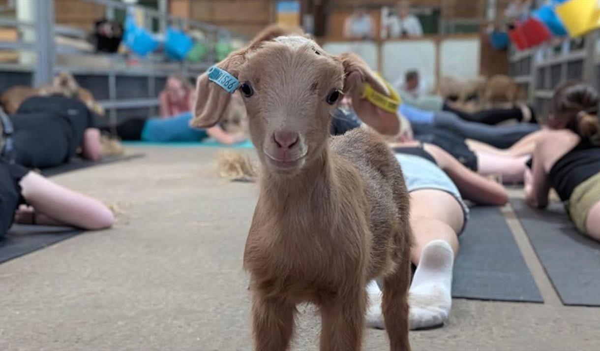 Goat Yoga
