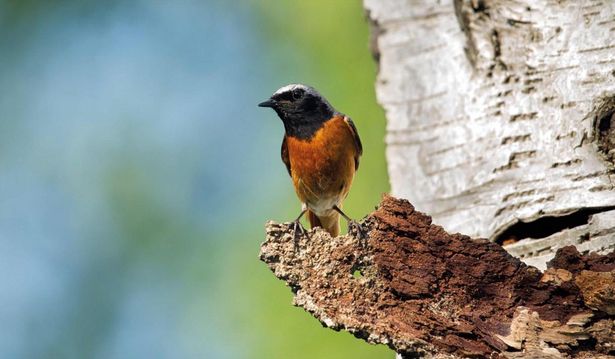 bird on the tree