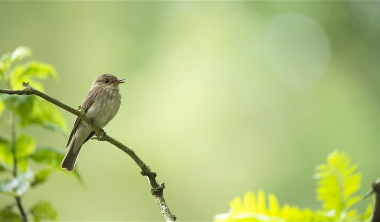 bird on branch