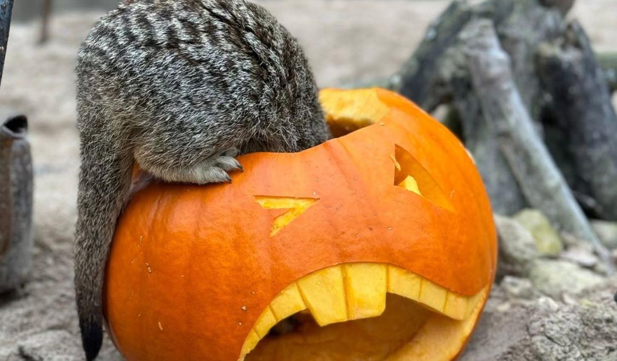 Witches and Wizards Halloween Trail
