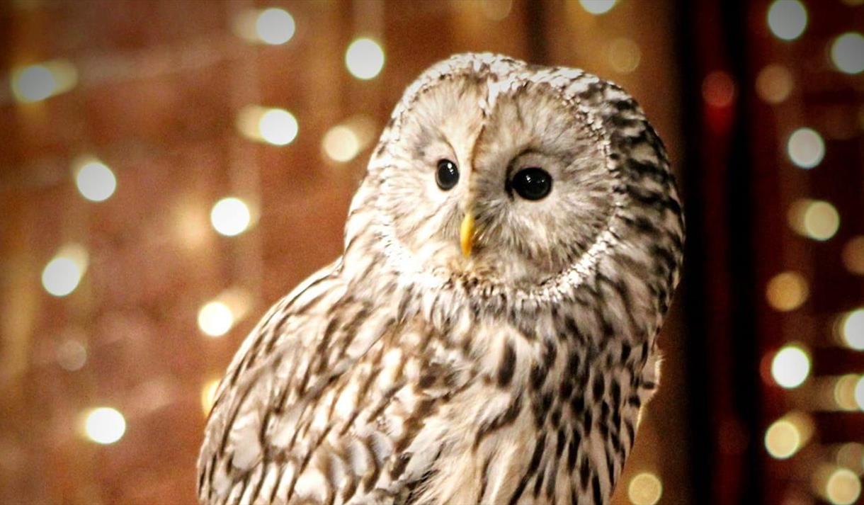 An Evening with Owls
