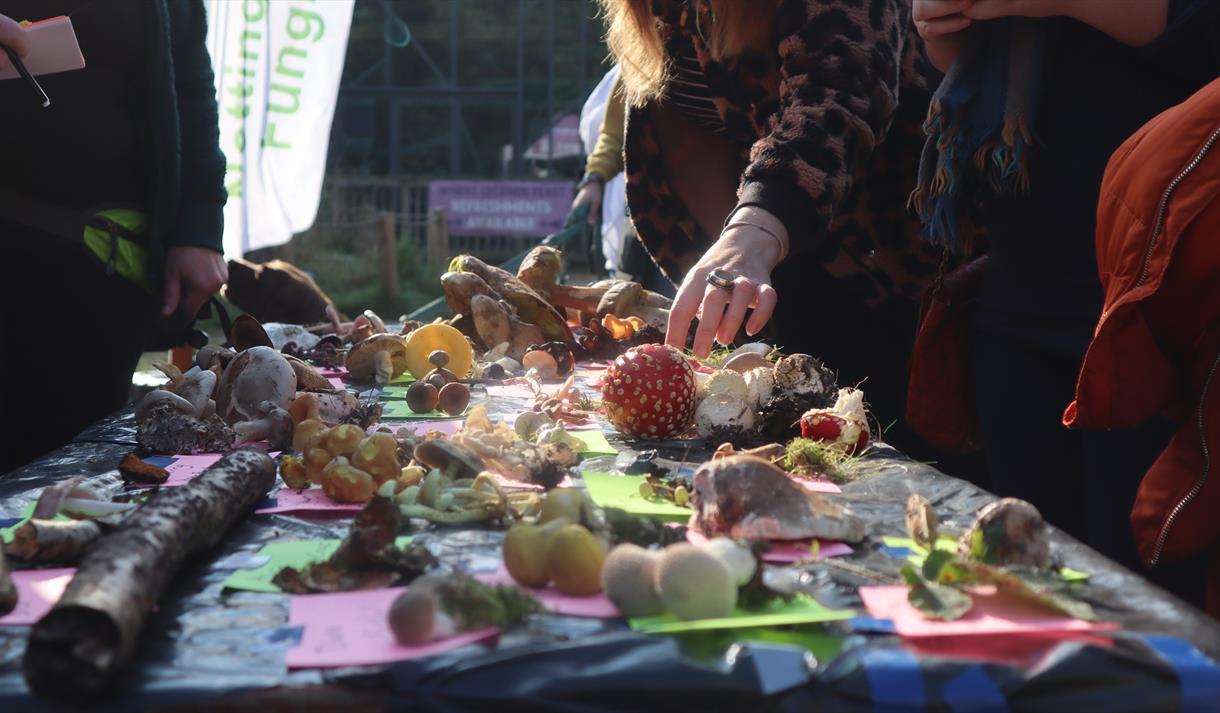 Fungi Day at RSPB Sherwood Forest
