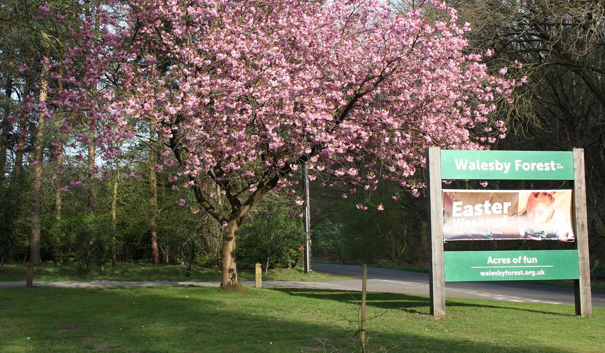 Easter Activities Weekend at Walesby Forest
