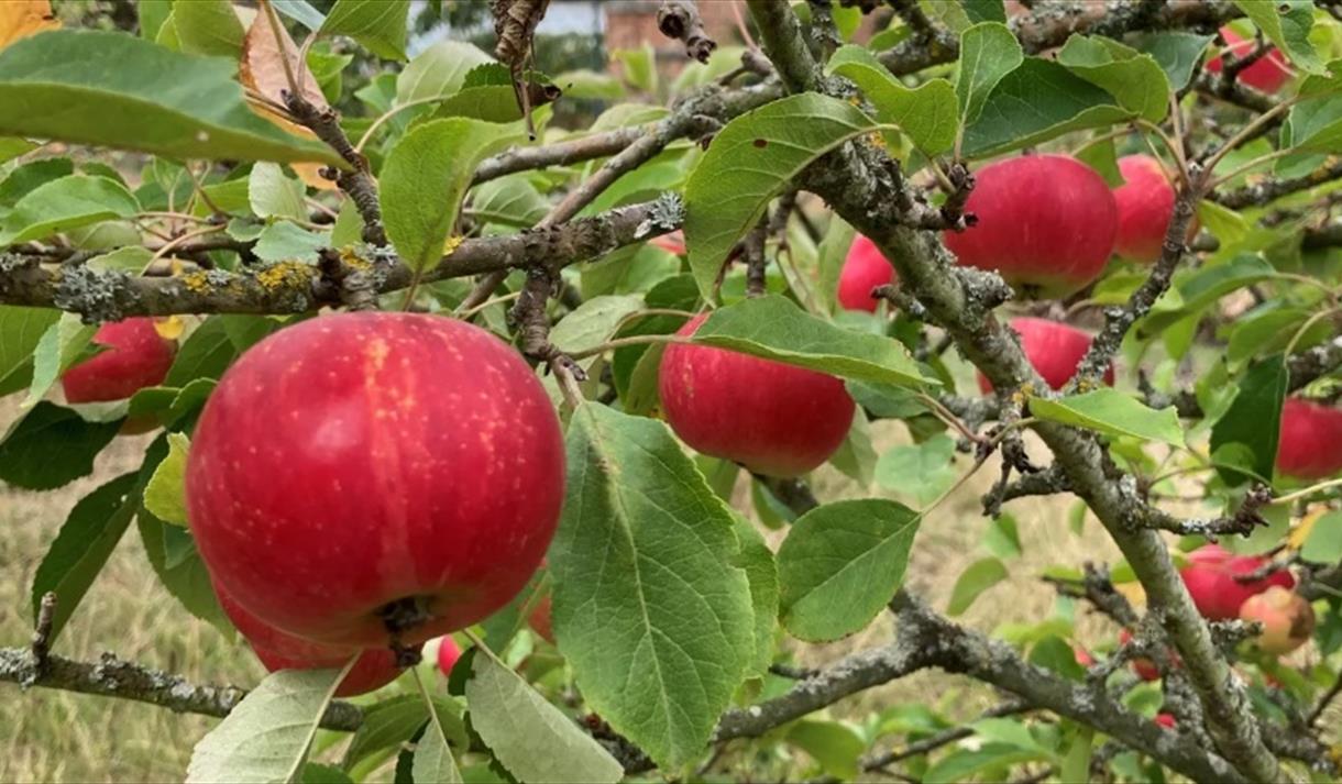 Apple Festival