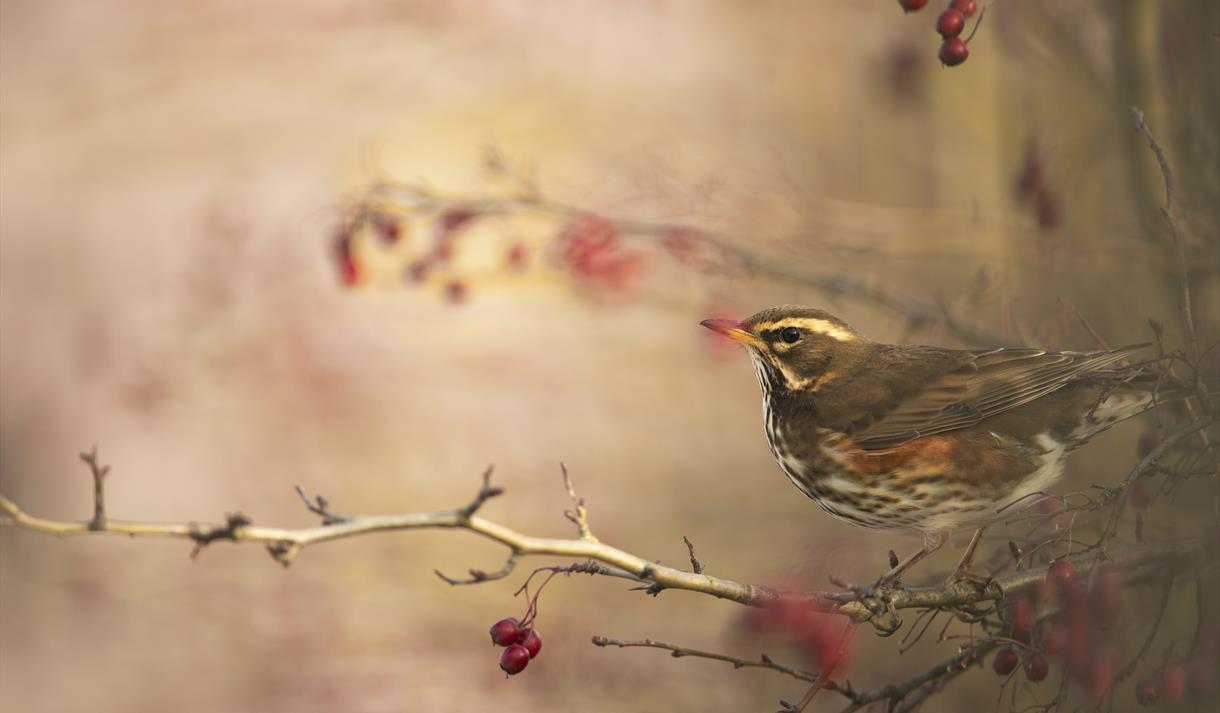 Big Woodland Bird Watch