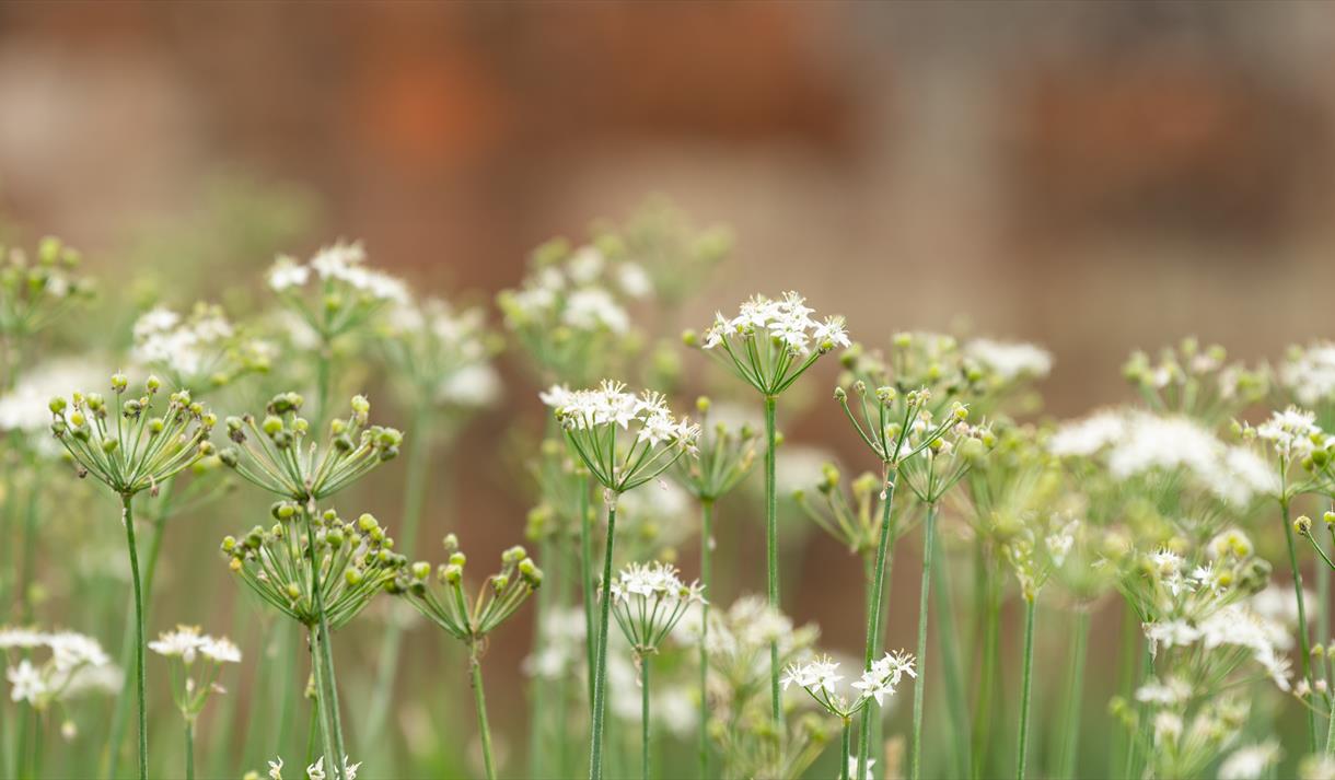 Welbeck Kitchen Garden Tours

