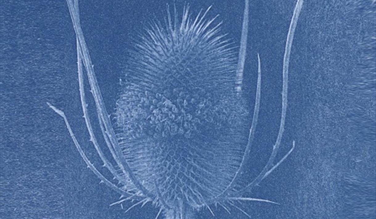 Photo of the cyanotype process, showing a flower in white against a dark blue background.