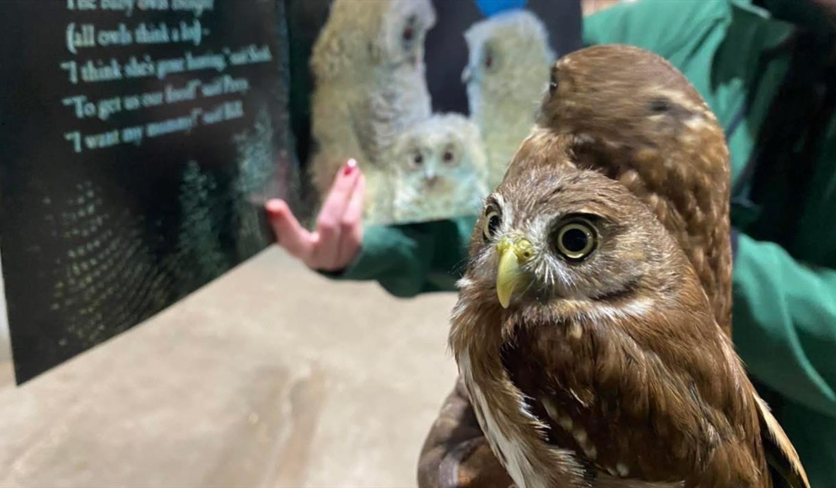 Owl Babies Experience
