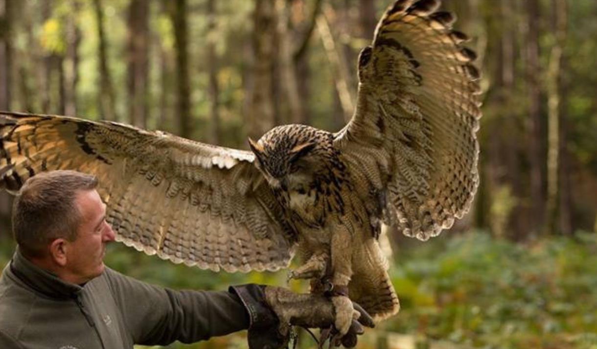 Owl Encounter
