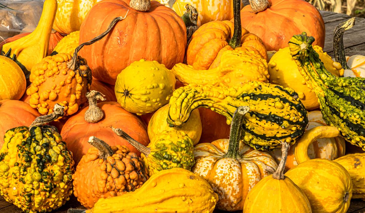 Nottinghamshire ‘Pick Your Own’ Pumpkins | Southwell
Credit David Allen