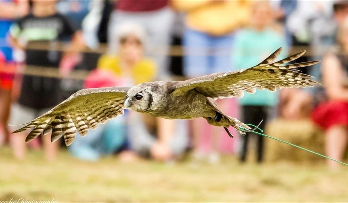 birds of prey nottinghamshire, Thoresby park,