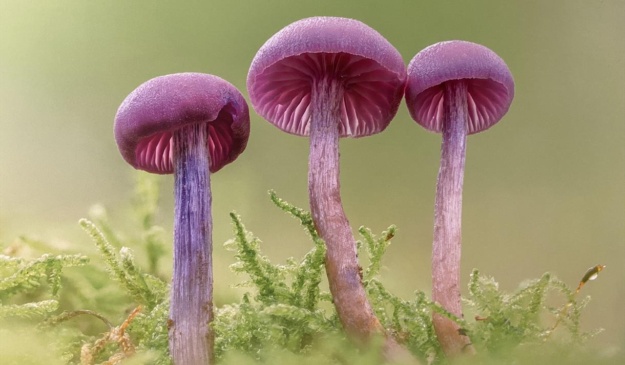 A row of three pink mushrooms on a mound of moss