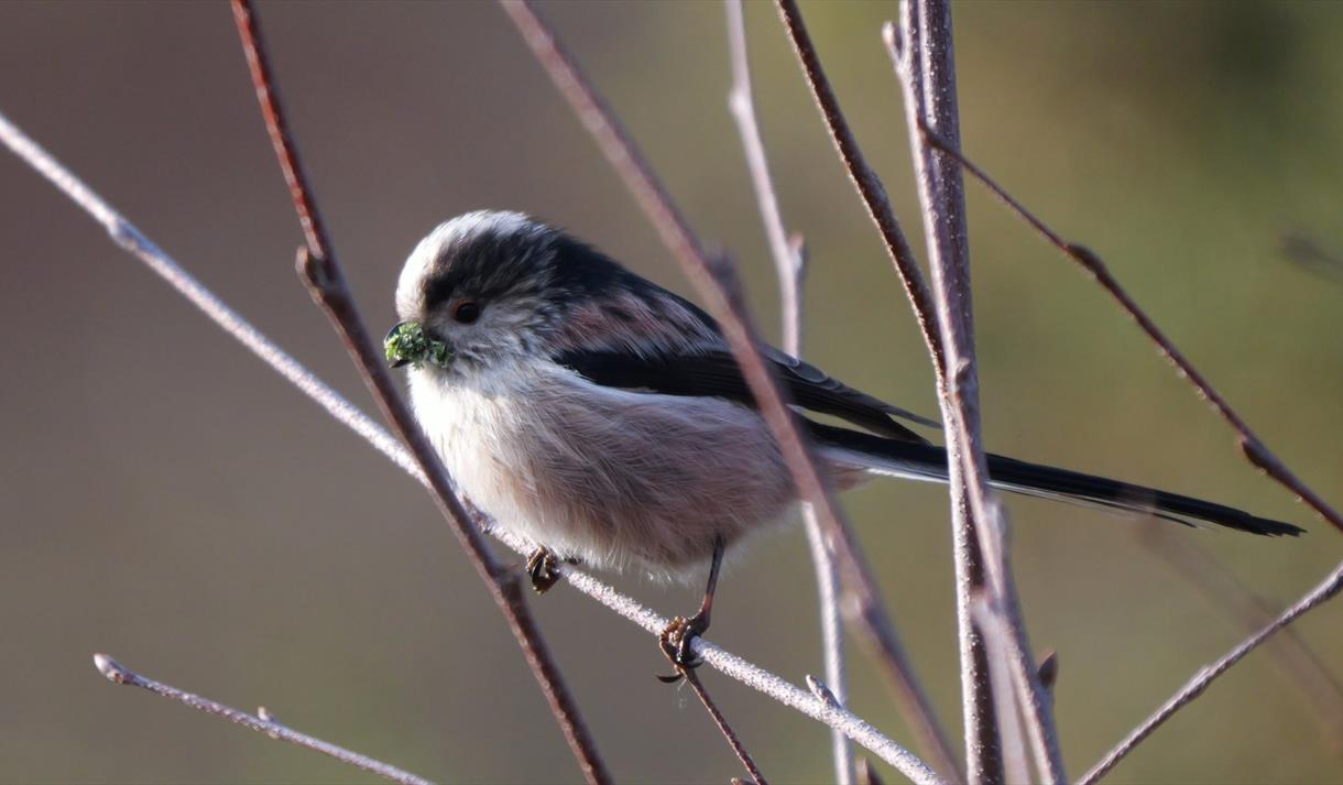 Winter Birds at Budby: Guided Walk
