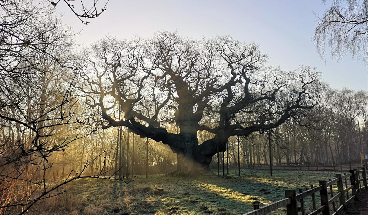 Meet our Ancients - Guided Walk
