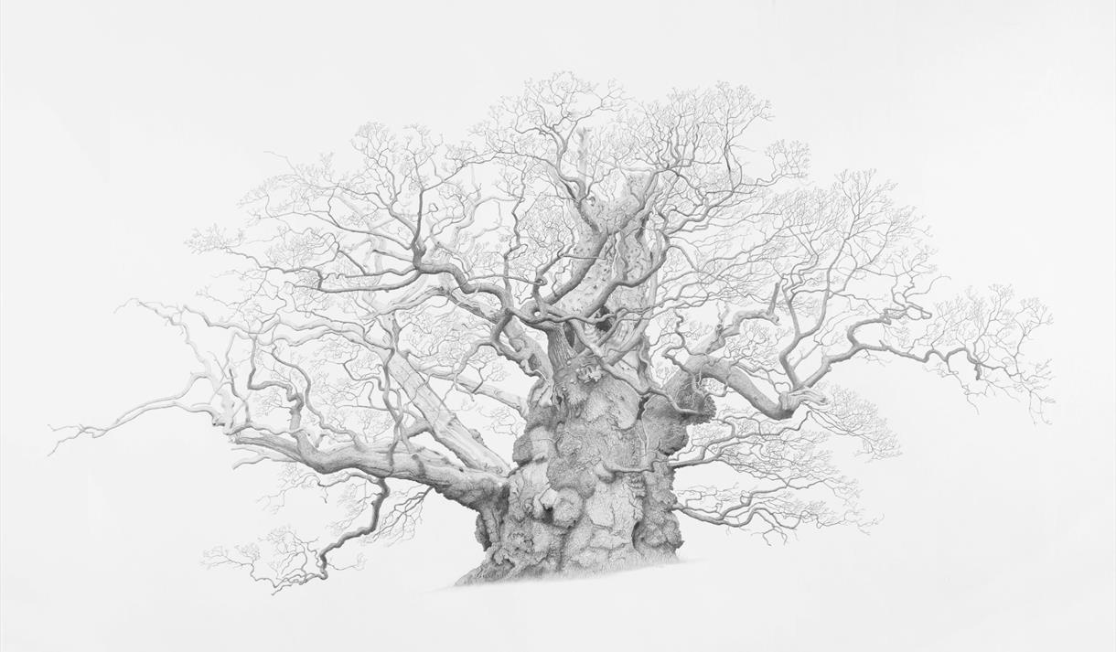 Photograph of a Mark Frith work. A detailed sketch of a tree.