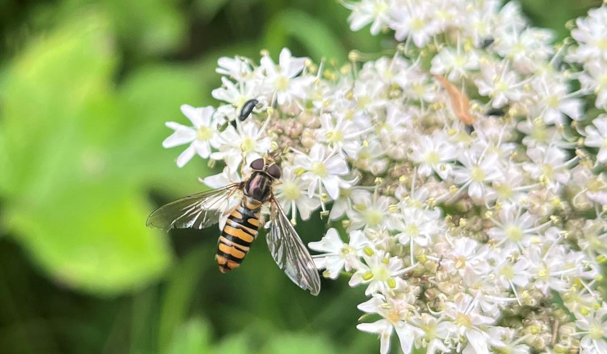 Summer Holiday Activities: Minibeast Safari
