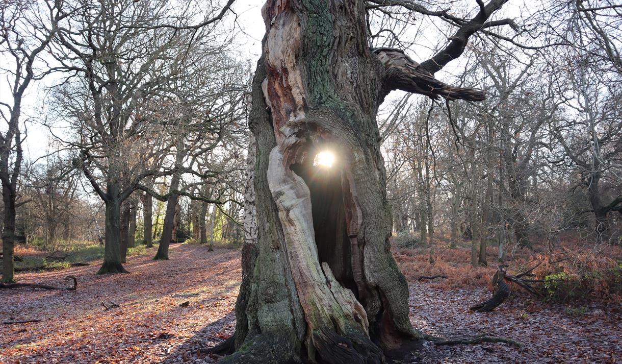 The Second Life of Oak Trees: Guided Walk

