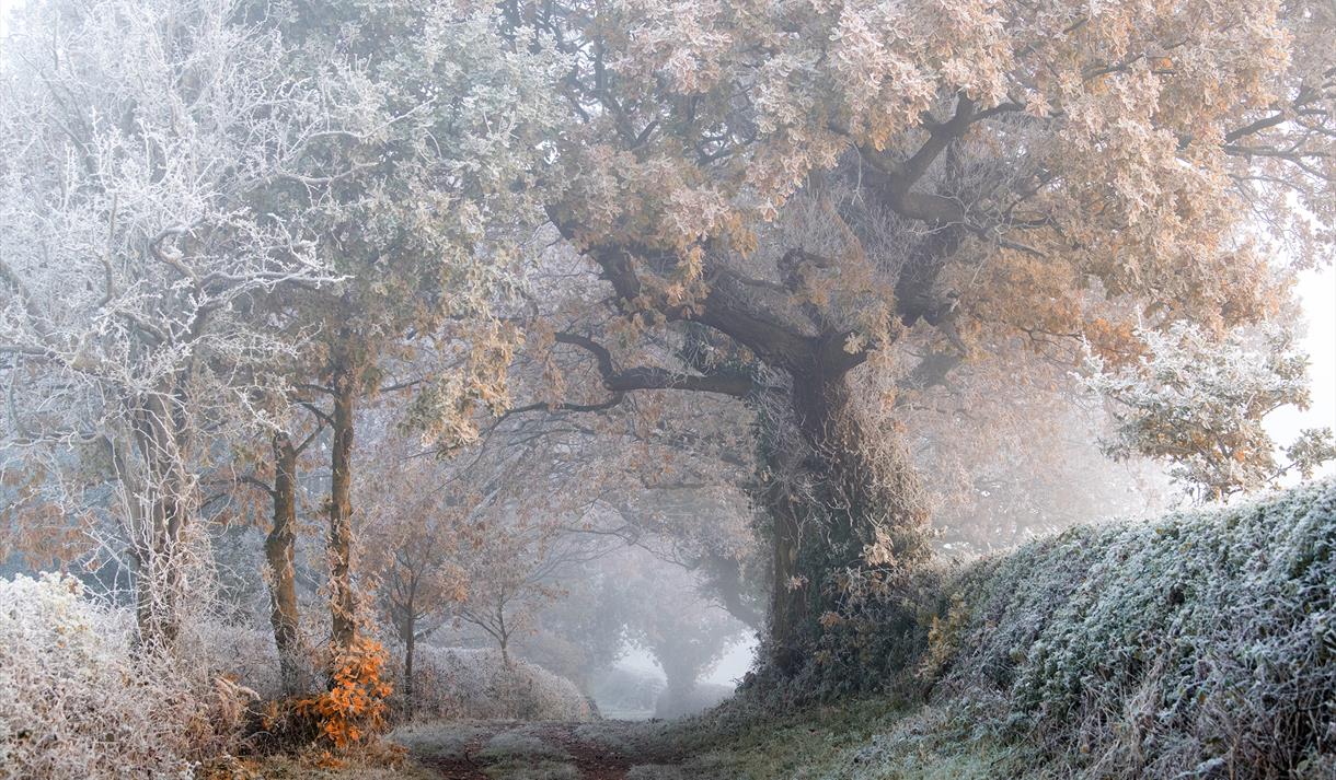 A frosty woodland scene