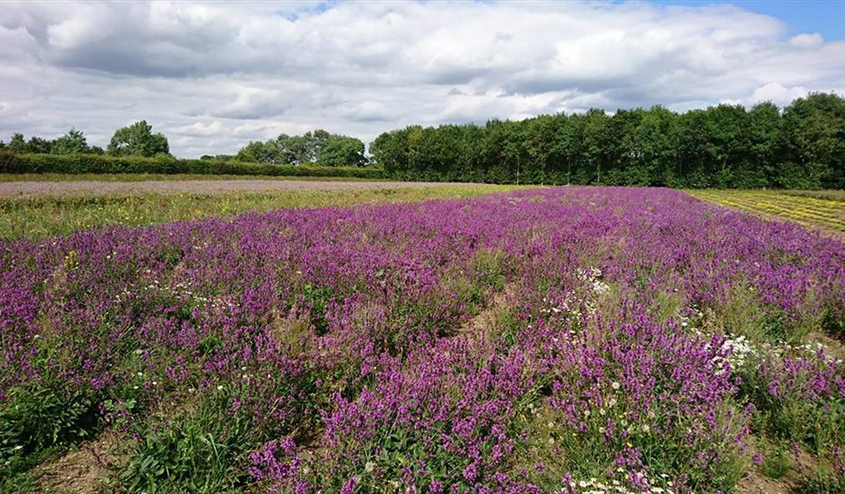 The Wildflower Farm