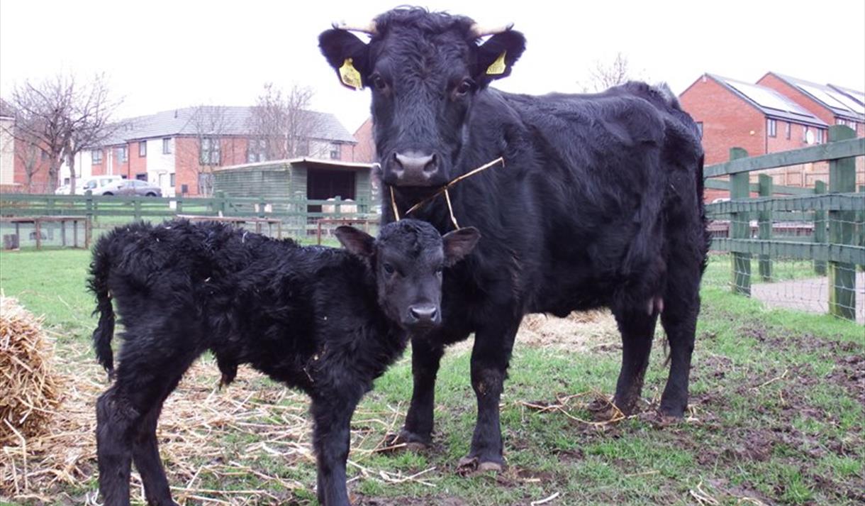 Stonebridge City Farm Visit Nottinghamshire
