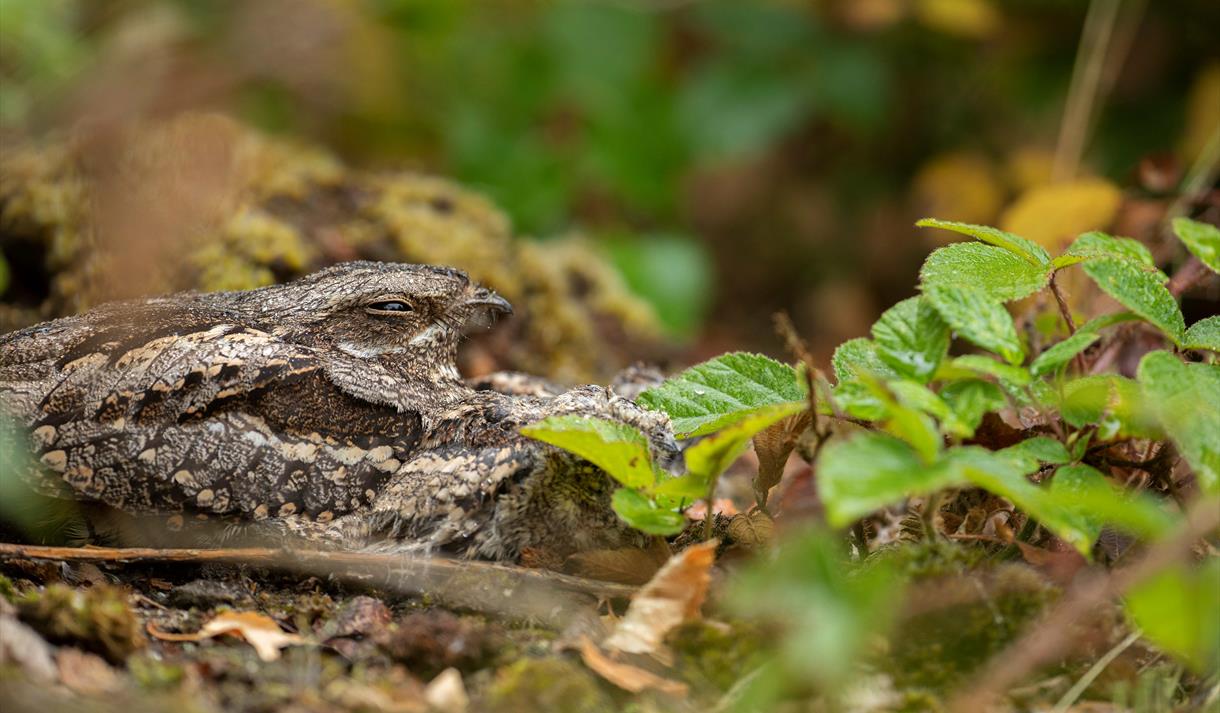 Photo of nightjar camouflaged against leaves and tree branches