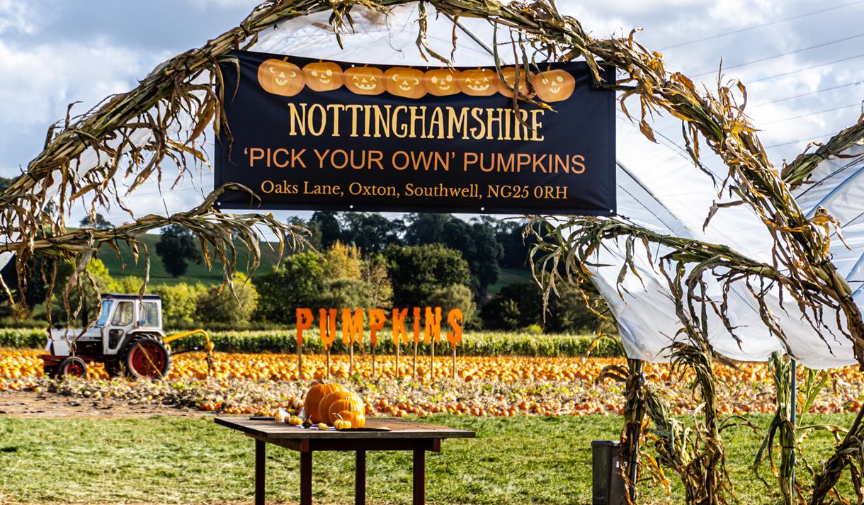 Nottinghamshire ‘Pick Your Own’ Pumpkins | Southwell
Credit David Allen