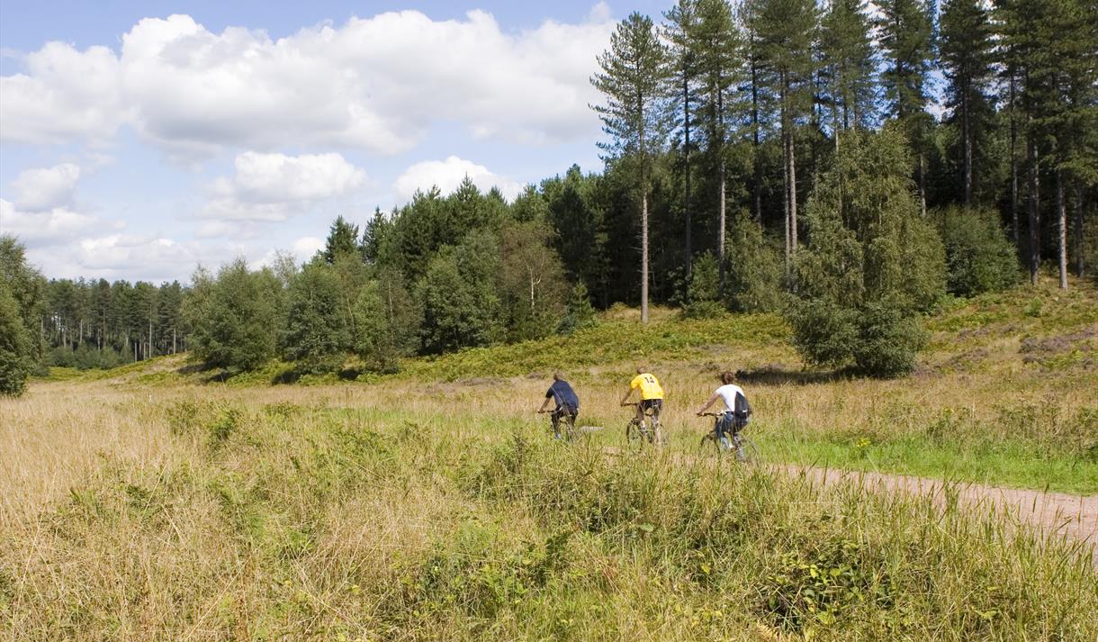 Adventure Pine Cycle Route