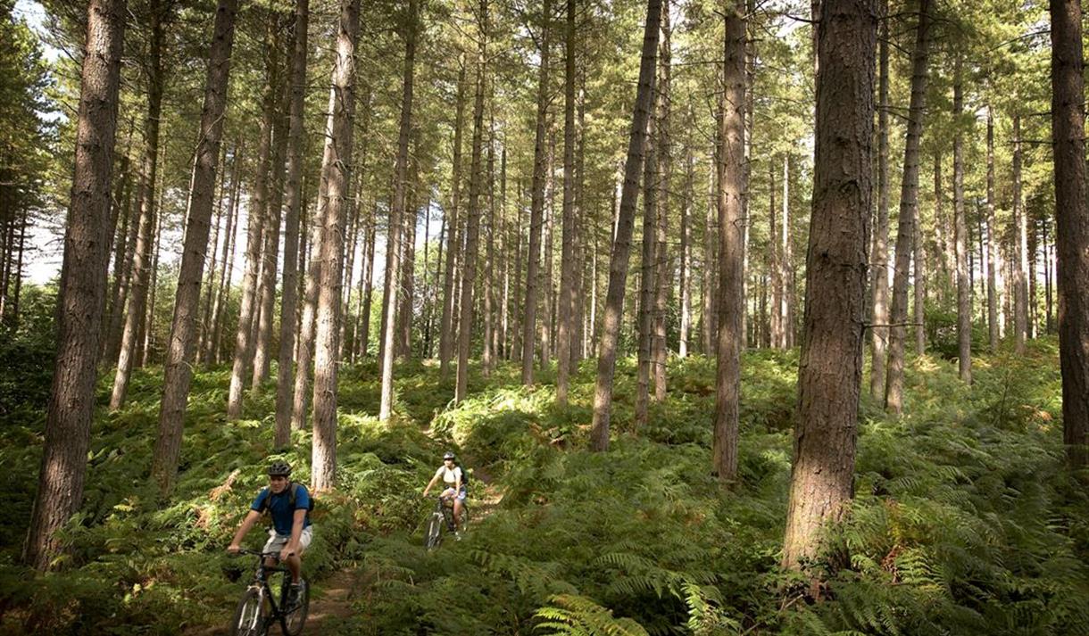 Sherwood Pines Mountain Bike Cycle Trails