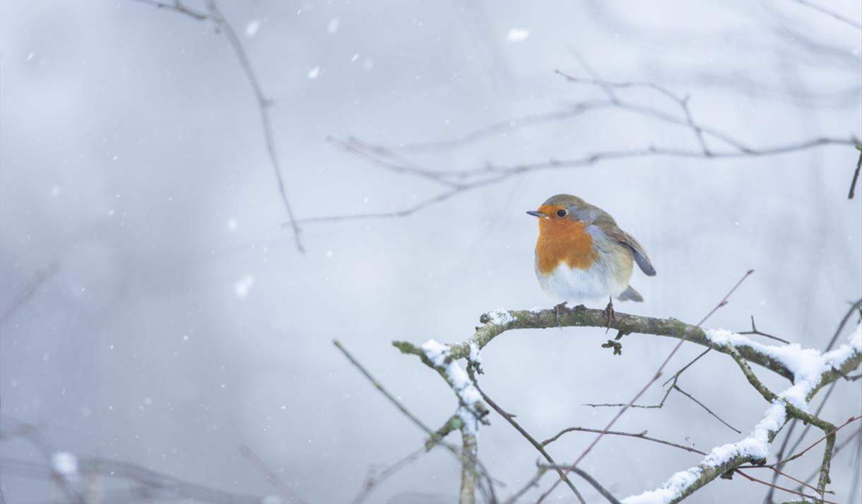 Christmas at Sherwood Forest
