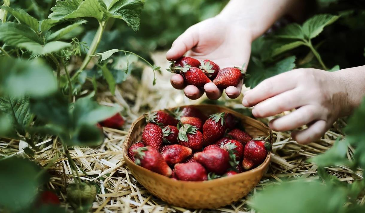 Strawberry Picking 2024