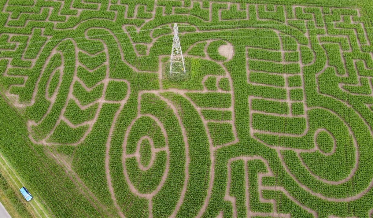 The Maize Maze at The Sunflower Experience
