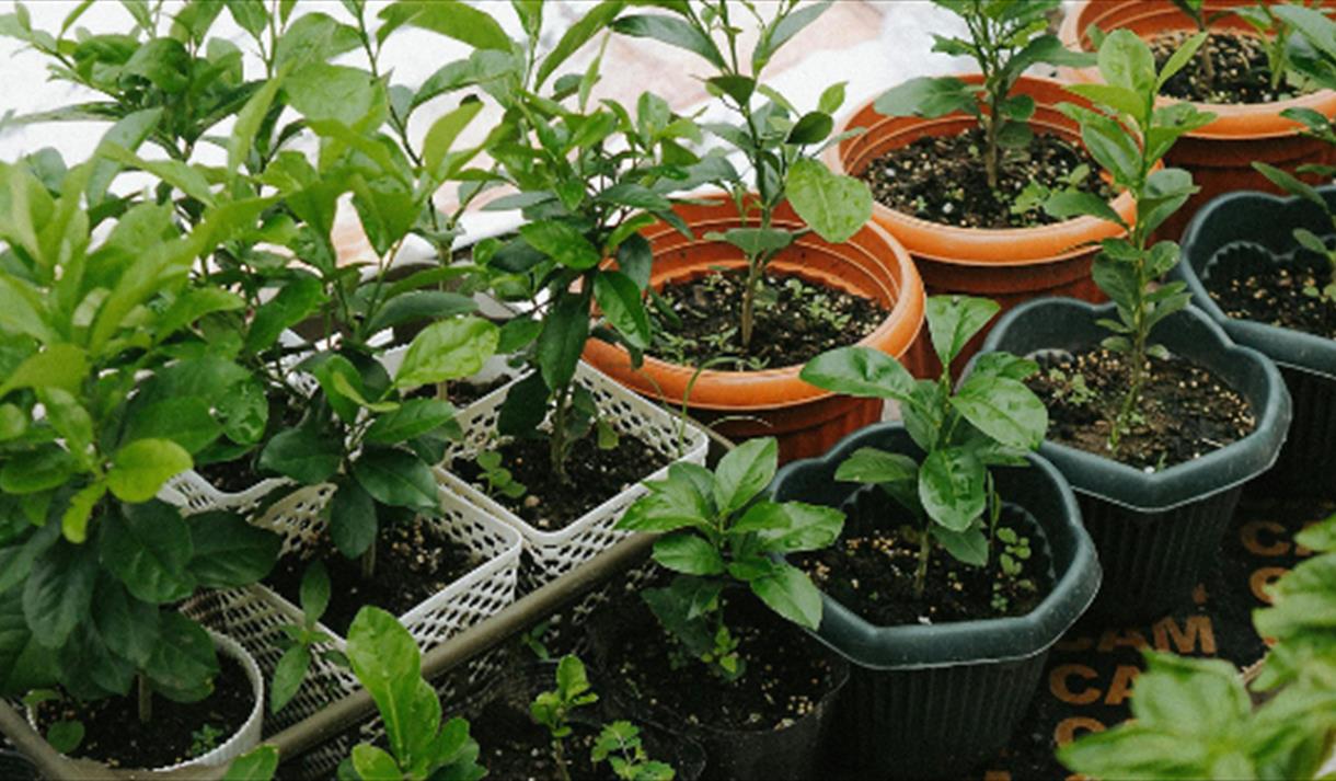 Plant Fair at St Mary's
